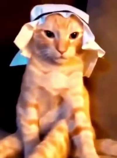 Halal cat