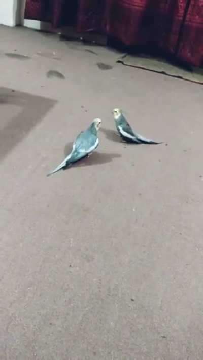 Bird Siren