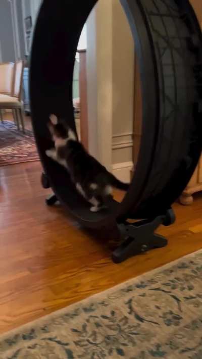 Very good way to get the cat moving