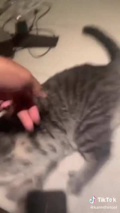 Attack on cat