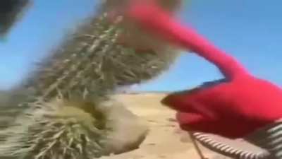and that&rsquo;s why you don&rsquo;t touch cacti