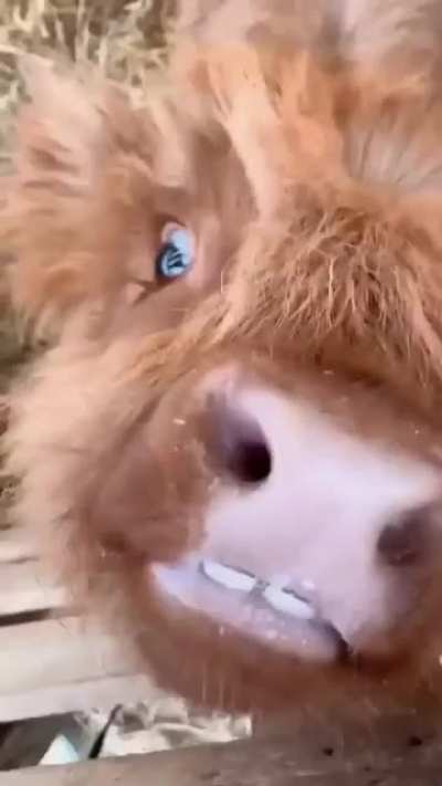 Adorable fluffy cow! 🐮