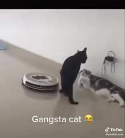 Not today roomba..I&rsquo;m busy
