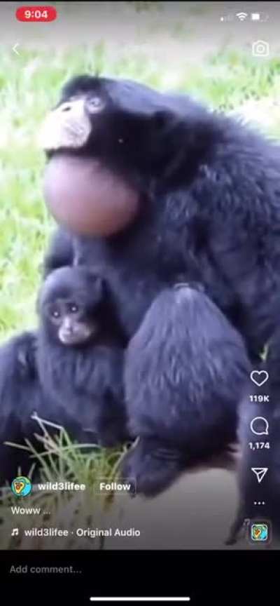 Monke scream