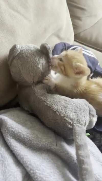 Felt bad my solo foster didn&rsquo;t have a friend, so I gave them one of my stuffed cats and&hellip;