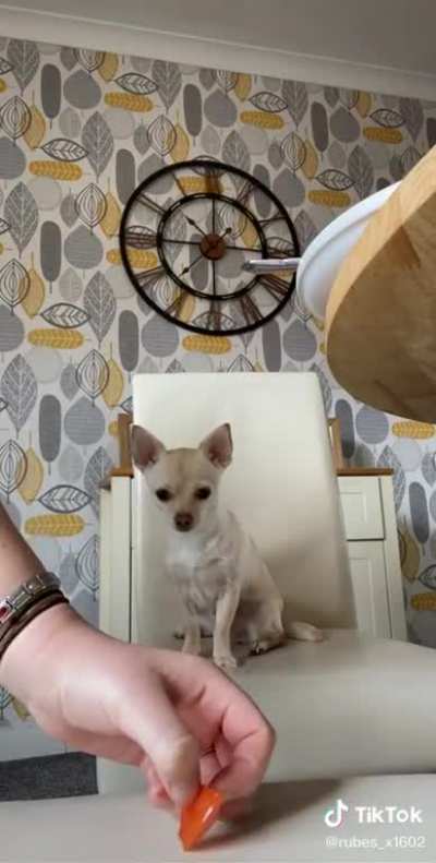 Doggy doesn&rsquo;t listen to owner