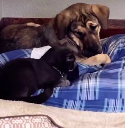 The Bed Truce