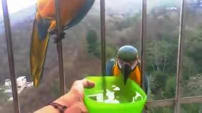 Guacamayas en la p&aacute;gina principal