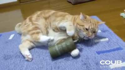 I feel like this cat knows it&rsquo;s screwed up.