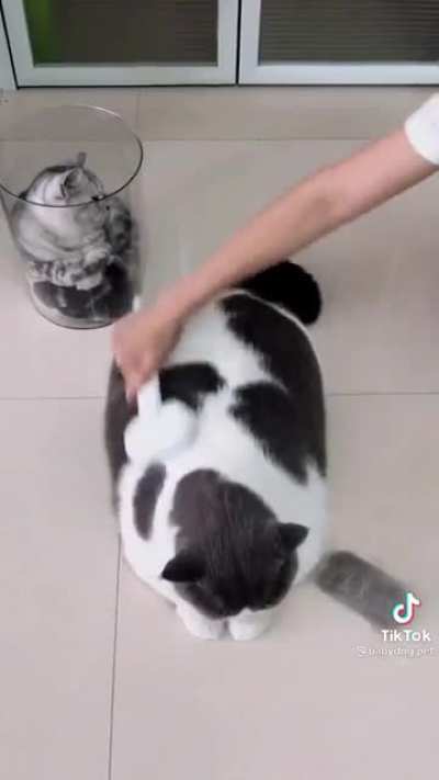 That&rsquo;s a lot of cat hair, what can I say😂