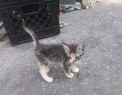 Cat calling