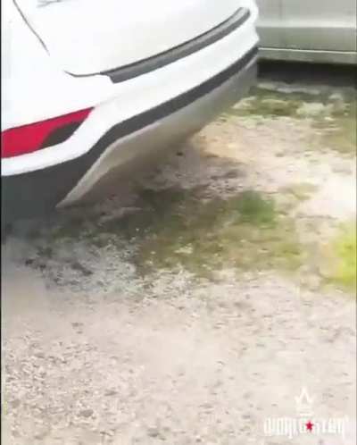 Stealing dogs is super cringe