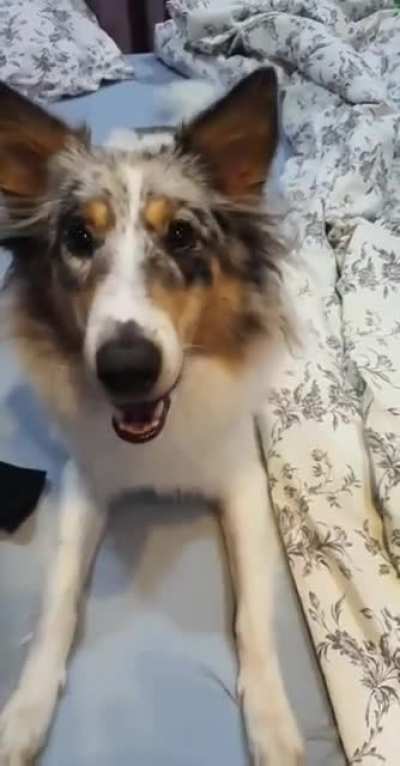 Holly is a very good girl