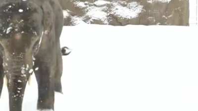 Portland got the most snow it's had in 37 years.This elephant is legitimately smiling.