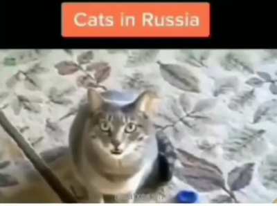 Blursed_Meow