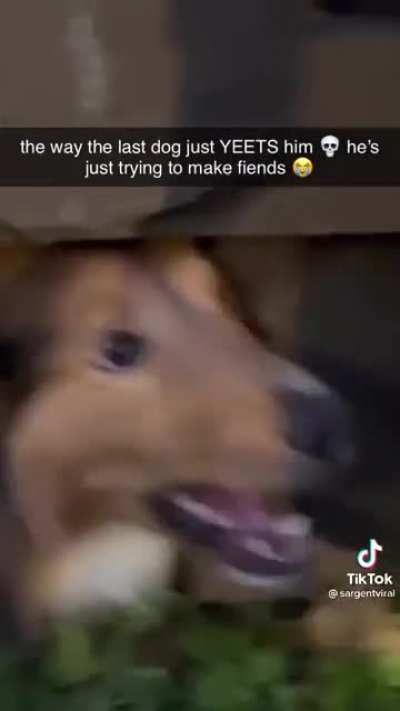 Just trying to make friends