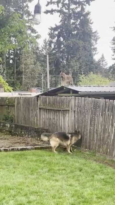 Everyday my neighbors dog hops on top of their shed to say hello &amp;amp; stares at us. It&rsquo;s the highlight of my day lol