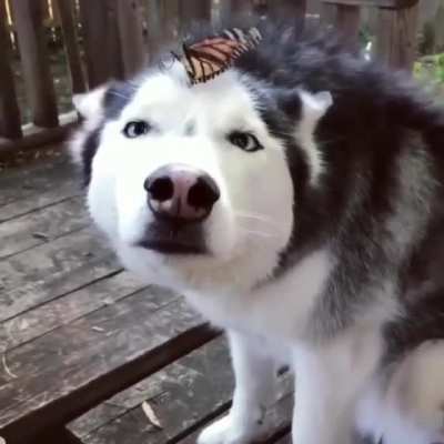 First meet with butterfly