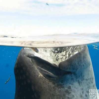 A demonstration of the power of a whale shark&rsquo;s gulp, creating a vortex, sucking in all the surrounding fish and plankton and in this case breaking the surface like bathwater running down a plughole. (Credit: BBC America)
