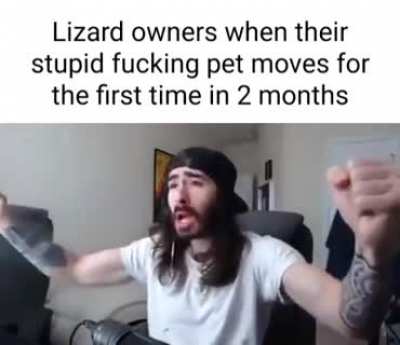 Lizard owners