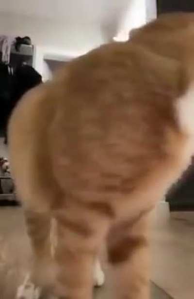 cutest interruption