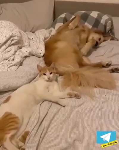 Do not disturbed 