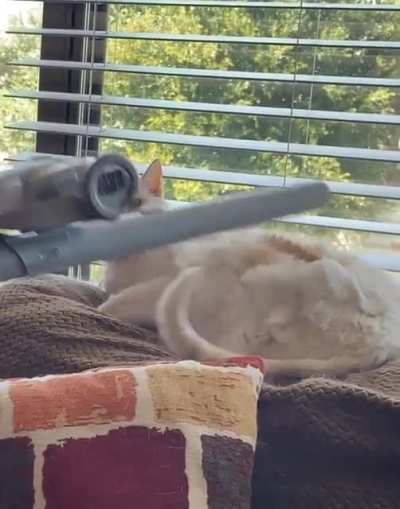 Is my chonk the only one that likes to be vacuumed?