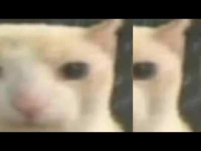 miau