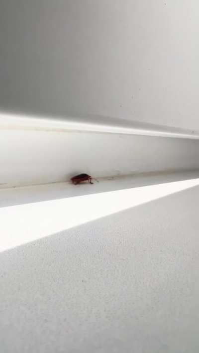 Found a bug in English class. Whats its name?