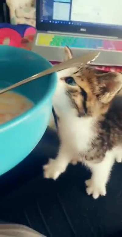 No cow&rsquo;s milk for you
