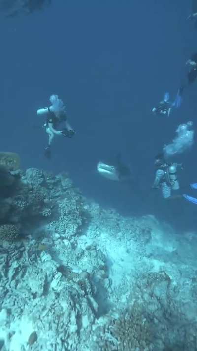 Shark scares cameraman