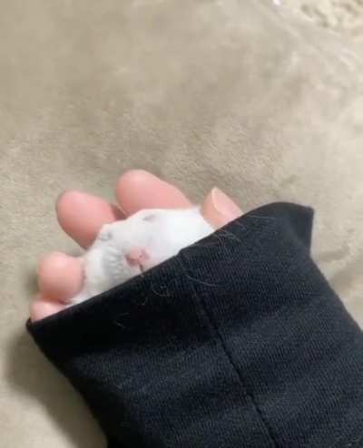 Here&rsquo;s a sleepy sleeve hamster