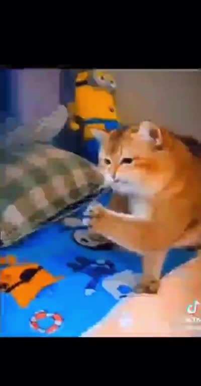 🐱