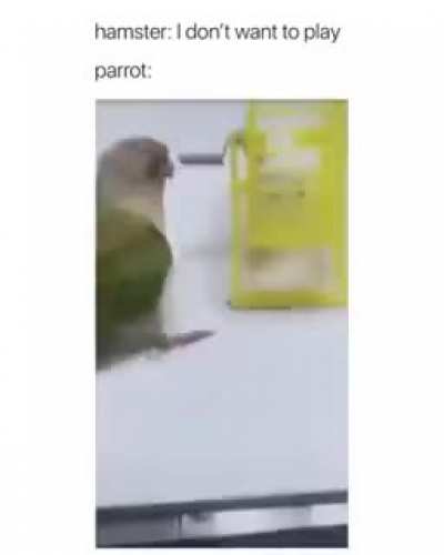 Birbs are mean 😂