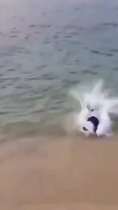 Mas que pourra?