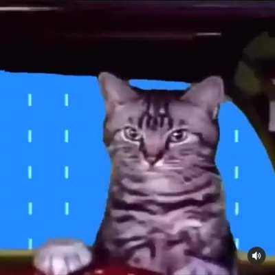 Silly cat
