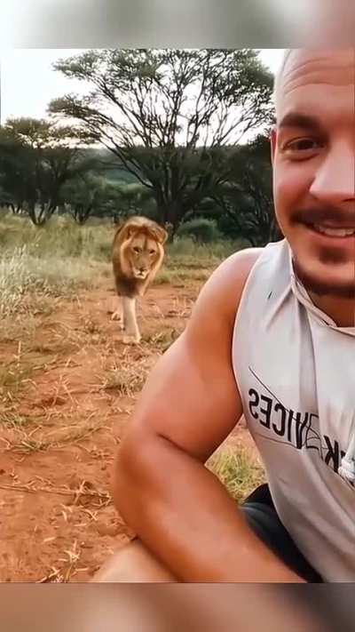 This is a rehabilitation park for ailing lions. These majestic creatures have been familiar with him for most of their lives, as he has cared for them and helped restore their health.