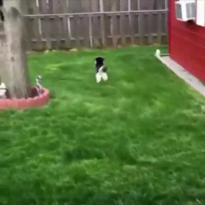 Yes, it&rsquo;s a dog..