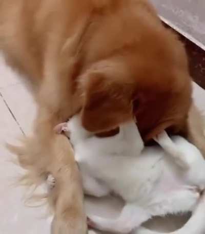 The expression "fighting like cats and dogs" doesn't make sense to them.