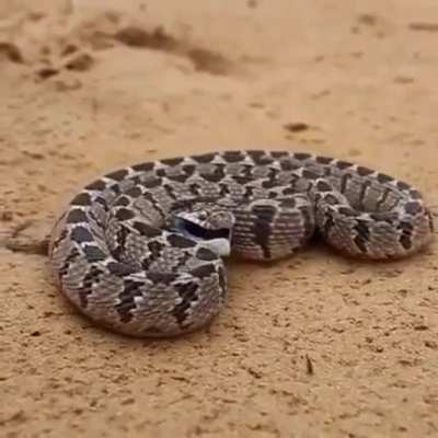 Danger noodle moving and staying still at the same time