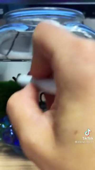 Pez culiao