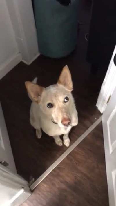 Dog subtly asks for a walk