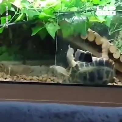 Turtle's Power