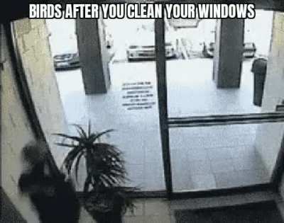 That streak free shine