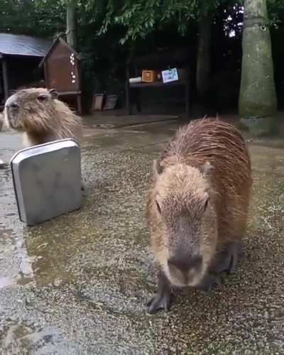Ey, a camera I'm going to be fam.. neverm...