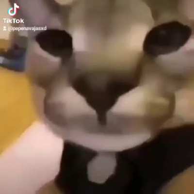 🐱