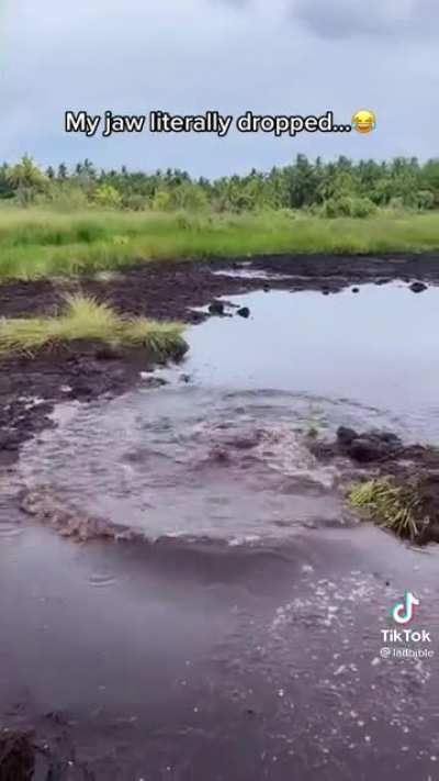 In the mud