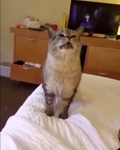 kot