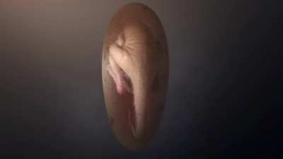 Meet &lsquo;Baby Yingliang&rsquo;! Experts examined the 72 million-year-old embryo found inside a fossilised dinosaur egg in southern China, shedding new light on the link between the behaviour of modern birds and dinosaurs