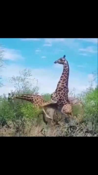 Toys &lsquo;R&rsquo; Us pumps 🦒